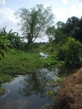 wetland swamp near country walkway clipart