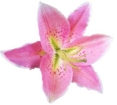 Beyaz arkaplanda izole edilmiş pembe zambak çiçeği