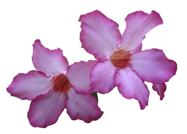 Beyaz arka plan üzerinde Adenium obesum