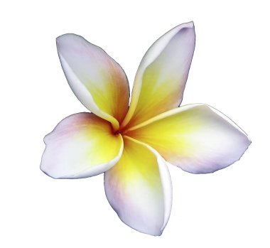 Beyaz Frangipani çiçeğinin izole edilmesi
