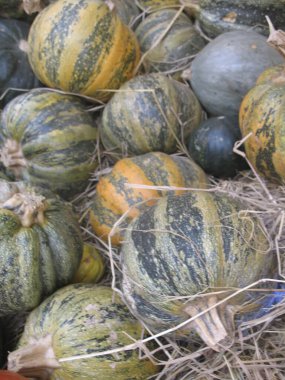 Süslü balkabağı grubu