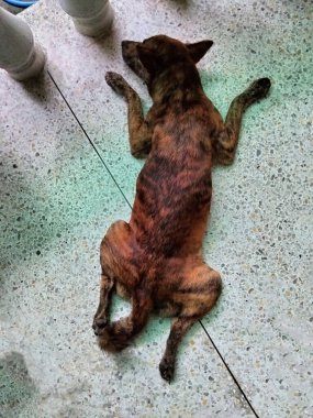 Eski yerde uyuyan zavallı köpek.