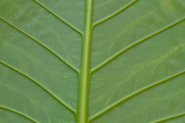 Fil kulak yaprağını kapat.