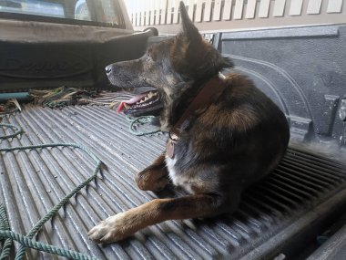 Rahat bir köpek kamyonun arkasında oturur, sakin bir tavırla ve mutlu bir ifadeyle günün tadını çıkarır.