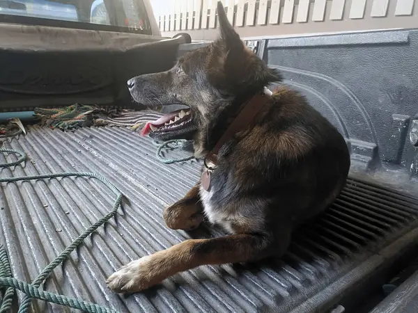 Rahat bir köpek kamyonun arkasında oturur, sakin bir tavırla ve mutlu bir ifadeyle günün tadını çıkarır.