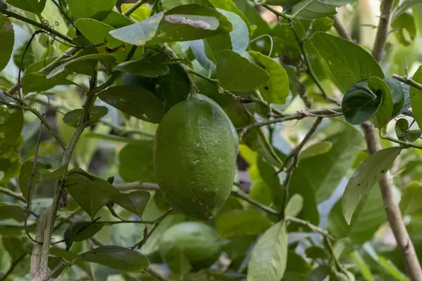 Yeşil bir limon, yemyeşil yapraklarla çevrili dalda asılı, canlı ve taze bir bahçe manzarası sergiliyor.