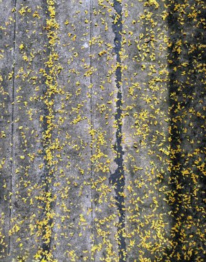 Gri betona saçılmış narin sarı çiçekli bir manzara güzel bir kontrastlık ve melankolik güzellik hissi yaratıyor.