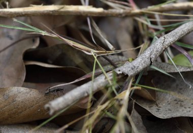 Küçük siyah bir karınca orman zeminindeki kuru yaprakların ve dalların üzerinde sürünüyor, dağınık çim yapraklarıyla çevrili. Doğal ortam karınca yolculuğunun altını çizer.