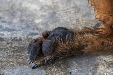Keskin pençeleri kayalık yüzeyde dinlenen köpek pençeleri detaylı kürk ve desenli patileri, kuvvet ve doğal yaşam alanını gösteriyor.