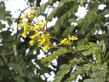 Sarı çiçekli ve yeşil yapraklı Senna siamea dalını kapatın, yeşilliğin bulanık arka planına kurulun, doğal güzelliği ve canlı renkleri yakalayın.