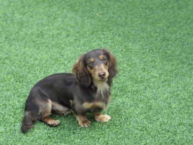 Küçük, uzun saçlı dachshund yemyeşil çimenlerin üzerinde oturuyor, kameraya nazik bir ifadeyle bakıyor, açık havada, parlak ceketini ve rahat duruşunu sergiliyor.