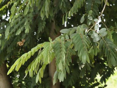 Ağaç dalındaki Senna siyamea yapraklarını kapatın, arka planda yoğun yapraklar ve güneş ışığı filtresi ile, doğa ve botanik temalar için ideal, sağlıklı ve bereketli bitkiler sergiliyor.