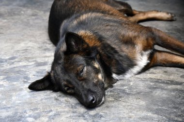 Yerde yatan köpek huzur içinde uyuyor gibi görünüyor, rahat duruş ve kapalı gözler, taş ya da betona benzeyen dokulu yüzey. Köpeğin siyah ve kahverengi paltosu var.