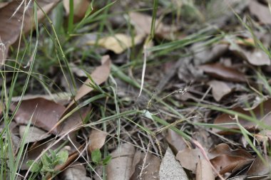 Kuru yapraklara tünemiş küçük böcekleri ve yerdeki çimenleri kapatın. Doğal toprak tonlarını ve yeşil ve kahverengi renklerin karışımını gösterin.