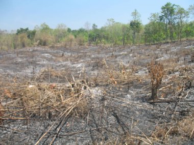 Yanmış tarla kuru otlar, yanmış bitki külleri toprağı kaplamış, araziyi yakmış ormansızlaştırmış, ağaçların yeniden yetişmesini sağlayan açık gökyüzü çizgisi.