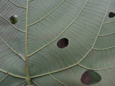 Büyük yeşil yaprak, yumuşak ışık ile dokulu damar desenlerini ve böcek deliklerini gösteren doğal botanik detaylarını gösteriyor.