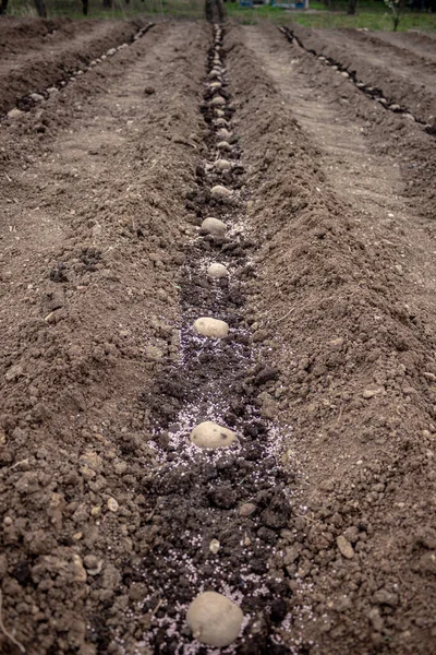 Patates tüplerini toprağa ektim. Patatesleri ekmek için, gübrelenmiş patates odunlarını toprağa ektim. Bahçe sezonu için bahar hazırlıkları, dikey görüntü, mevsimlik çalışma.