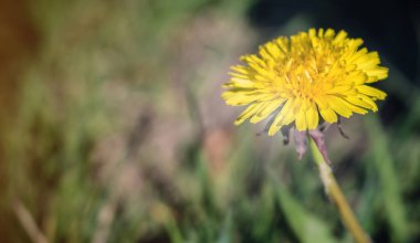 Çayırdaki parlak sarı karahindiba çiçeğine yaklaş. Taraxacum officinale 'in makro çekimi. İlkbaharda açan mevsim, bulanık arkaplan, metin için kopyalama alanı.