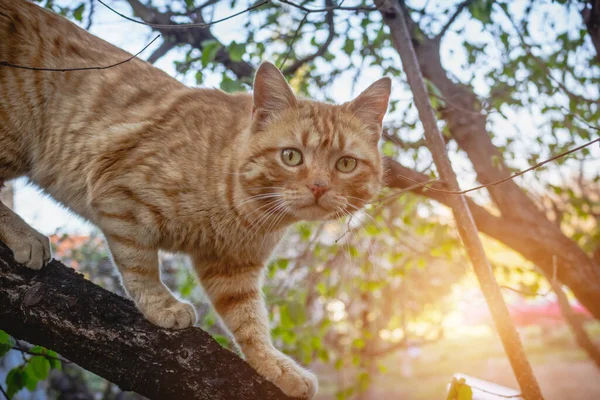 Ginger yellow cat climbing on a tree outdoors. Domestic cat looking straight at the camera as she walks on the branch.