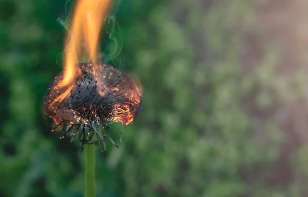 Burning dandelion flower in spring. Burning plant in the meadow during the evening, close up. Green grass in the background, prevention of forest fire concept, copy space for text.