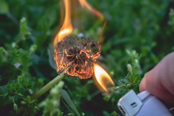 Burning dandelion flower in spring. Burning plant from the fire of the lighter in the forest, close up. Green grass in the background, prevention of forest fire concept.