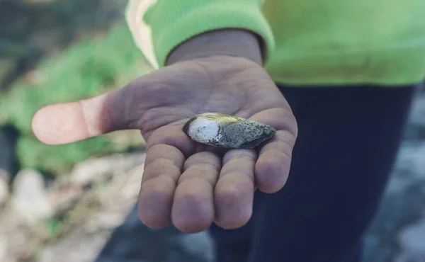 Çocuk açık havada küçük bir nehir kabuğu tutuyor. Genç bir oğlanın ya da bir kızın uzanmış elini kapayarak tatlı su midye kabuğunu gösteriyor. Yakın plan, bulanık arkaplan, dünya konseptini keşfetmek.