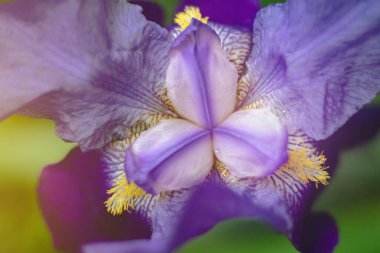 Yeşil çimenlere karşı güzel mavi iris çiçeği. İlkbaharda çiçek açan Iris Germanica. Üst görünüm, kapat.