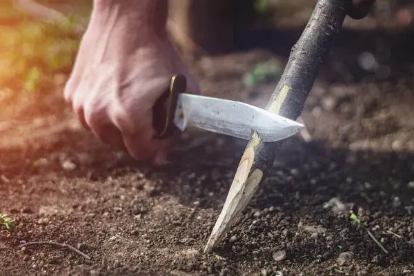 Açık havada kazık keskinleştiren bir adam, yakın çekim. Av bıçağı kullanan ve küçük bir dal kesen bir erkek. Çalılık, kamp ve hayatta kalma konsepti.