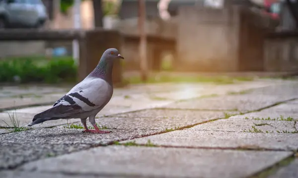 Şehrin kaldırımlarında ya da kaldırımlarında duran tek bir güvercin. Güvercin ya da güvercin olan boş bir eski kasaba caddesi. Yan görünüm, bulanık arkaplan, güvercin konsepti fotoğrafı.