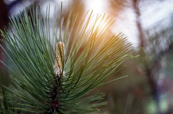 Ormanda genç bir kozalak, yazı için uzayı kopyalayın. Noel çam ağacı, dala yakın. Tasarım için doğa konsepti, seçici odak, bahar ormanı ve arka planda güneş..