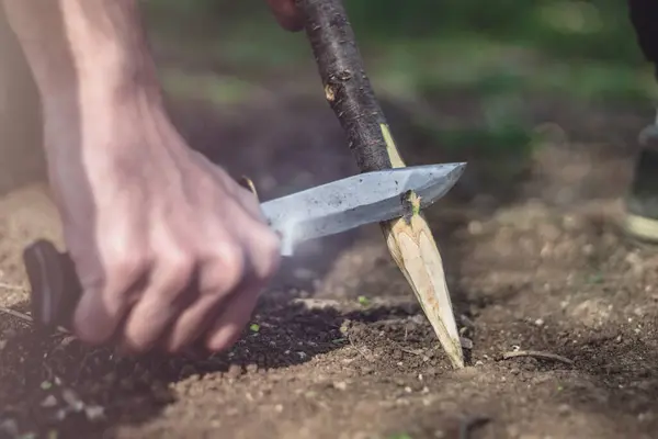 Açık havada kazık keskinleştiren bir adam, yakın çekim. Av bıçağı kullanan ve küçük bir dal kesen erkek, sivri uçlu tahta bir sopa yapıyor. Çalılık, kamp ve hayatta kalma konsepti.
