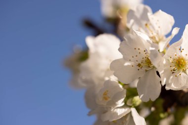 Beyaz kiraz çiçekleri ve arka planda güzel bir bahar mavisi gökyüzü.