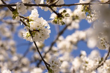 Beyaz kiraz çiçekleri ve arka planda güzel bir bahar mavisi gökyüzü.