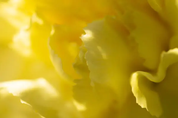 Közelkép Makró Fotózás Egy Sárga Virágon Tavasz Szépség Törékenység Szimbóluma — Stock Fotó