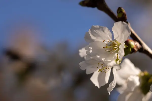 stock image white cherry blossoms with a beautiful spring blue sky in the background