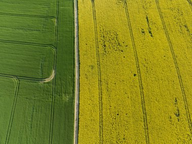 Bir patikayla ayrılmış kolza tohumu tarlalarının hava görüntüsü. Tarım ve çevre