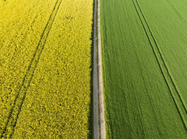 Bir patikayla ayrılmış kolza tohumu tarlalarının hava görüntüsü. Tarım ve çevre