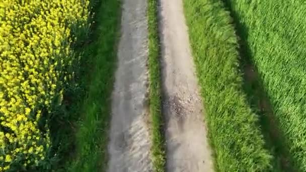 Gefolgt Von Einem Feldweg Luftiger Höhe Über Einem Prachtvollen Rapsfeld — Stockvideo