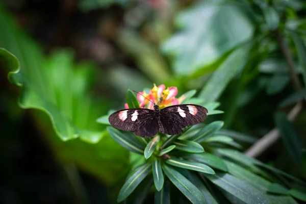 Botanik bahçesindeki bir çiçeğin üzerinde dinlenen çok renkli egzotik bir kelebeğin yakın çekimi.