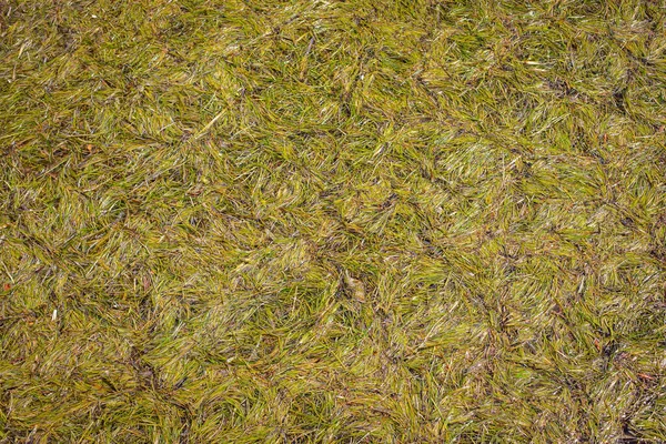 Hintergrund Textur Klumpen Von Algen Und Blättern Wasser — Stockfoto