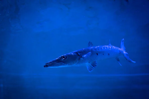 exotic fish, barracuda, swimming predator looking for prey