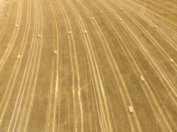 Olgun bir buğday tarlasının hasat zamanındaki hava görüntüsü insansız hava aracı ile çekildi. Tarım ve kırsal dünyanın sembolü