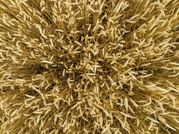 Altın Olgun Buğday Tarlasının Kuş Bakışı Görüntüsü Yukarıdan Yakından Görülüyor — Stok fotoğraf