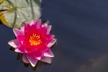 Güzel pembe su çiçekleri havuzun ortasında ya da gölette.