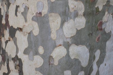 Ağacın gövdesine yakın olan bir düzlem ağacı, desenli bir duvar kağıdı veya arka plan olarak kullanılabilir.