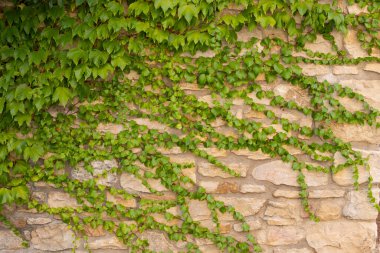 Asmalarla kaplı bir duvarın görünümü, arkaplan veya arkaplan olarak kullanılabilir