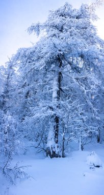 Ağaçlarla kaplı güzel dağ manzarası ve karla kaplı köknar ağaçları.