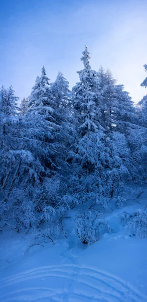 beautiful mountain winter landscape with trees and fir trees covered with snow