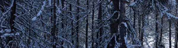 panoramic image of a beautiful mountain landscape. The fir and coniferous forest is covered with snow. Graphic image that can be used as a background