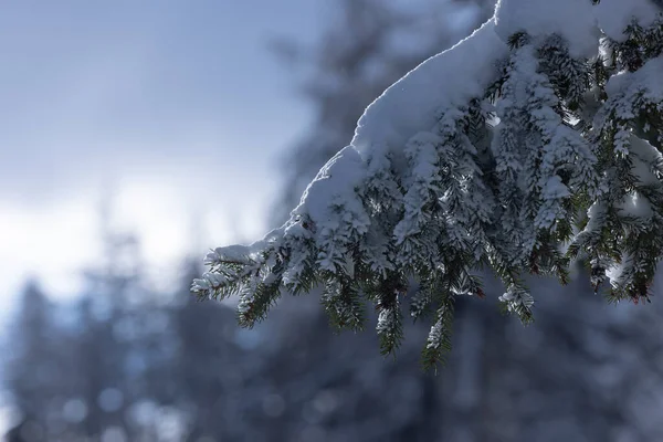Ağaçlarla kaplı güzel dağ manzarası ve karla kaplı köknar ağaçları.